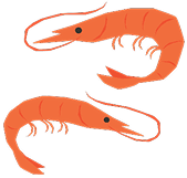 shrimp